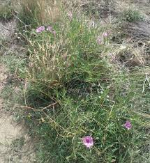 Image result for Ipomoea blepharophylla