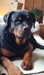 My Boef Rottweiler Dog Puppy Rottweiler Love Rottweiler Lovers