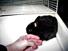 How Long Do Rabbits Live Five Things To Keep Them Happy And Healthy Pethelpful