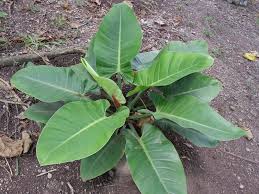 Philodendron Gardener Some Philodendrons In Davao City And Makilala North Cotabato Philippines
