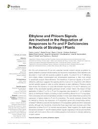 The pretrained models are located in the data folder in the opencv installation or can be found here. Pdf Ethylene And Phloem Signals Are Involved In The Regulation Of Responses To Fe And P Deficiencies In Roots Of Strategy I Plants