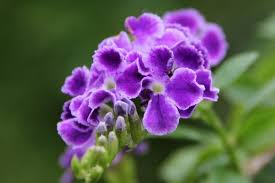 Pin On Poisonous Flowers