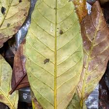 Image result for Funtumia africana