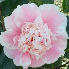 Check spelling or type a new query. Camellia J Tom Knudsen Matsuda S Green Acres Nursery Supply