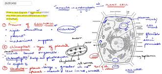 Draw a neat labelled diagram of an animal cell. Draw A Neat Diagram Of Plant Cell And Label Any Three Parts Which Differentiate It Form Animal Cell