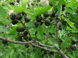 Ya se use para incrementar la salud de un enfermo, o para preservar de forma. Chile Sus Mitos Y Leyendas La Flor De La Higuera De La Tradicion Mapuche