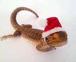 Most owners call their bearded dragons 'beardies' and 'dragon pets'. Bearded Dragon Clothing Santa Hat Etsy