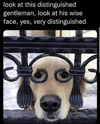 Talk about a stud 🤩 such a handsome calico man