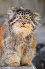 sitting male pallas cat at the zurich zoological garden zurich switzerland photo by tambako the jaguar june 28 small wild cats wild cats pallas s cat