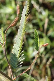 Image result for Aeschynomene cristata