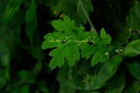 Image result for Momordica corymbifera