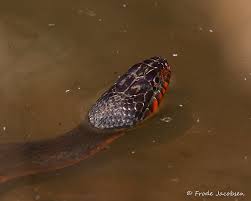 There are many harmless watersnakes (genus nerodia) that are frequently confused with venomous water moccasins a.k.a. Maryland Biodiversity Project Red Bellied Watersnake Nerodia Erythrogaster