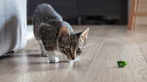 Do cats always step in their own footprints and we just don't notice it ? 10 Cat Exercises Your Pet Will Enjoy Everyday Health