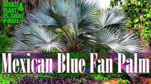 * this species is the most widespread endemic palm of mexico's northern peninsula; Mexican Blue Fan Palm Highly Desired For Their Unique Appearance Youtube