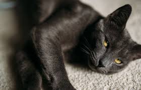 Who is the ceo of humane rescue alliance? Humane Rescue Alliance 34 Photos 78 Reviews Animal Shelters 1201 New York Ave Ne Washington Dc Phone Number Yelp