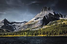 Image result for Ursinia montana