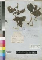 Image result for Psydrax subcordata