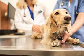View centers near you, check wait times, and save your spot online. Mars Petcare Mars Incorporated