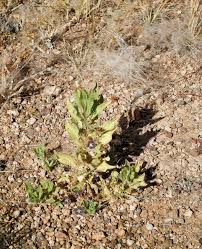 Image result for Aptosimum marlothii