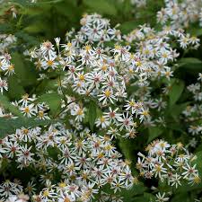Asters White Wood Aster Eurybia Divaricata Seeds Herbaceous Perennials Native Plant Gardening Shade Perennials