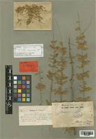 Image result for Asparagus buchananii