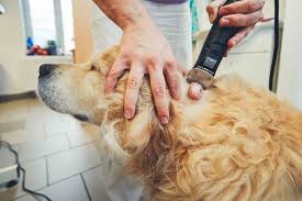 How to identify one, what causes skin tags, and how to safely remove them. Taking Your Lumps All About Pet Mass Removals Pets In Stitches