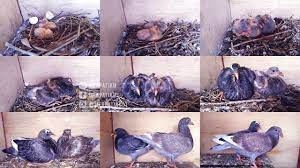 Maybe you would like to learn more about one of these? Piyikan Burung Merpati Umur 1 Hari 31 Hari Youtube