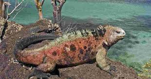 Buy direct from the galapagos experts. Galapagos Islands Tours Travel Intrepid Travel Us