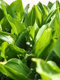 Flowers grass silk flower decoration home decoration shoots. Forest Medicinal Plants Large Green Leaves Of Lilies Of The Stock Photo Picture And Royalty Free Image Image 146779670