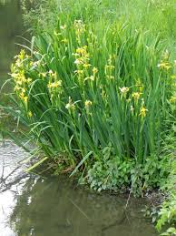 Image result for Iris pseudacorus