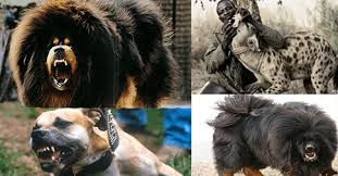 The World S 10 Deadliest And Most Dangerous Dog Breeds Dangerous Dogs Rottweiler Dog Breed Dog Breeds