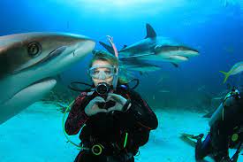 Often called the 'the whale shark capital of the caribbean,' divemasters in utila claim spotting whale sharks is also possible from the shore. Why I Participate In Shark Feeding Dives Scuba Diver Life