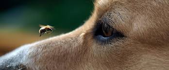 The problem with shoving your nose into other people's (or, in this case, creatures') business, is that sometimes you're going to get stung. Beware Of These Summer Hazards To Your Pet