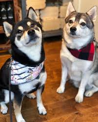 Good Dog Di 2020