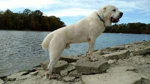 Central Asian Shepherd Safar Dog Breeder Dogs Dog Breeds