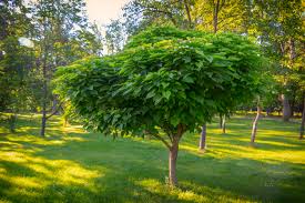 Although it has naturalized in many … Varieties Of Catalpa Trees Types Of Catalpa Tree For The Home Landscape