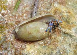 Hydatina physis | ©samuel chow better known as the rose petal bubble shell, hydatina physis (gastropoda. Tricolored Hermit Crab Inhabiting Common Atlantic Bubble Shell Photo Mark Brown Photos At Pbase Com