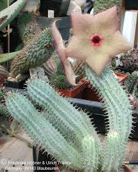 Image result for Hoodia currorii