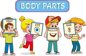Illustration of Children Body Parts Poster 51781839 Vector Art at Vecteezy
