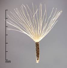 Image result for Mikania cordata