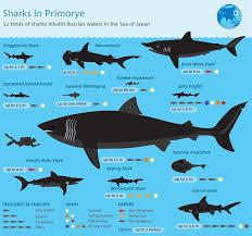 Sharks In Primorye Shark White Sharks Shark Facts