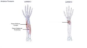 Figure 1 shows a forearm holding a book and a schematic diagram of an analogous lever system. Anatomy Of The Forearm Muscles And Tendons Lesson 1 Youtube