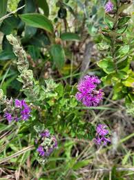 Image result for Vernonia galpinii