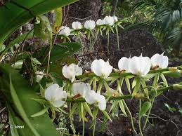 Image result for Eggelingia ligulifolia