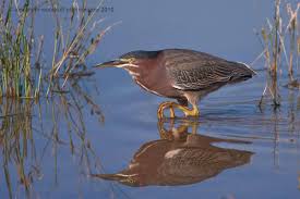 Image result for Gnidia virescens