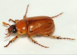 Masked Chafer Turf Heavily Infested With Masked Chafers Shows Drought Stress And Dead Patches That Do Not Recover After Irrigation Wildlife Often Digs Around