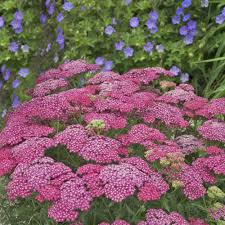 Image result for Summerhayesia