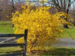 Genere di piante erbacee di medie dimensioni, da resistenti a delicate, con fiori gialli molto accesi. Forsizia I Fiori Gialli Che Annunciano La Primavera Passione In Verde