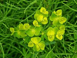 Image result for Euphorbia ugandensis