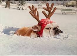 English Bulldog Squishface Reindeer Dashing Through Snow Meme Christmas Dog Cute Animals Cute Dogs